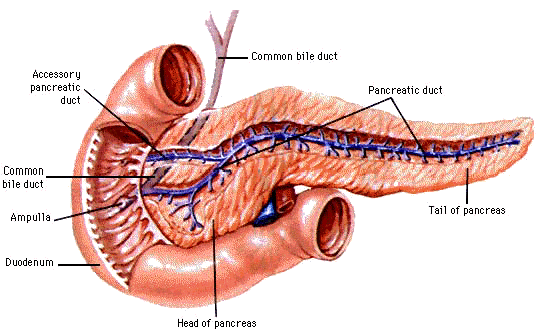 pancreas-diagram-in-body