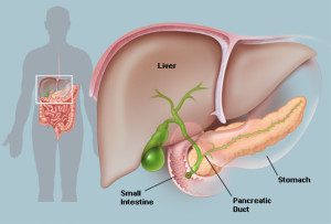 pancreatic-regeneration