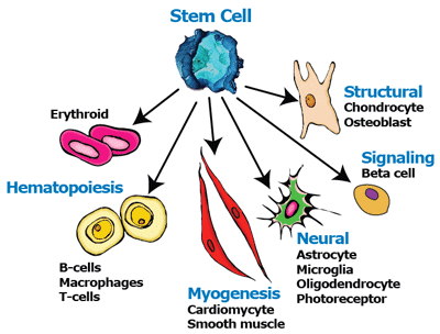 Stem-Cells