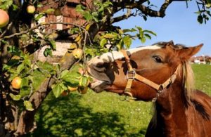horse apples