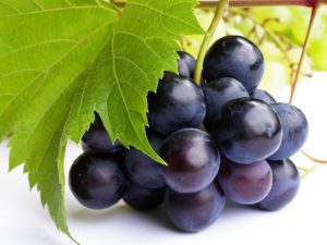 grape seed extract dosing information