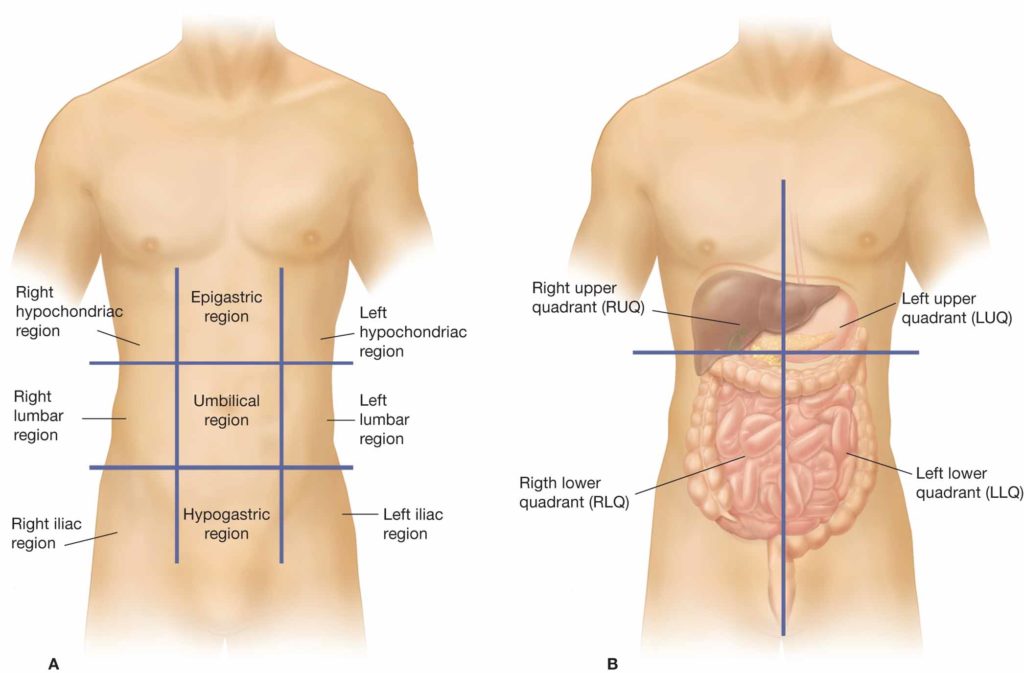 Nine Regions Of The Abdominopelvic Cavity Beating Pancreatitis   Nine Regions Of The Abdominopelvic Cavity 1024x673 