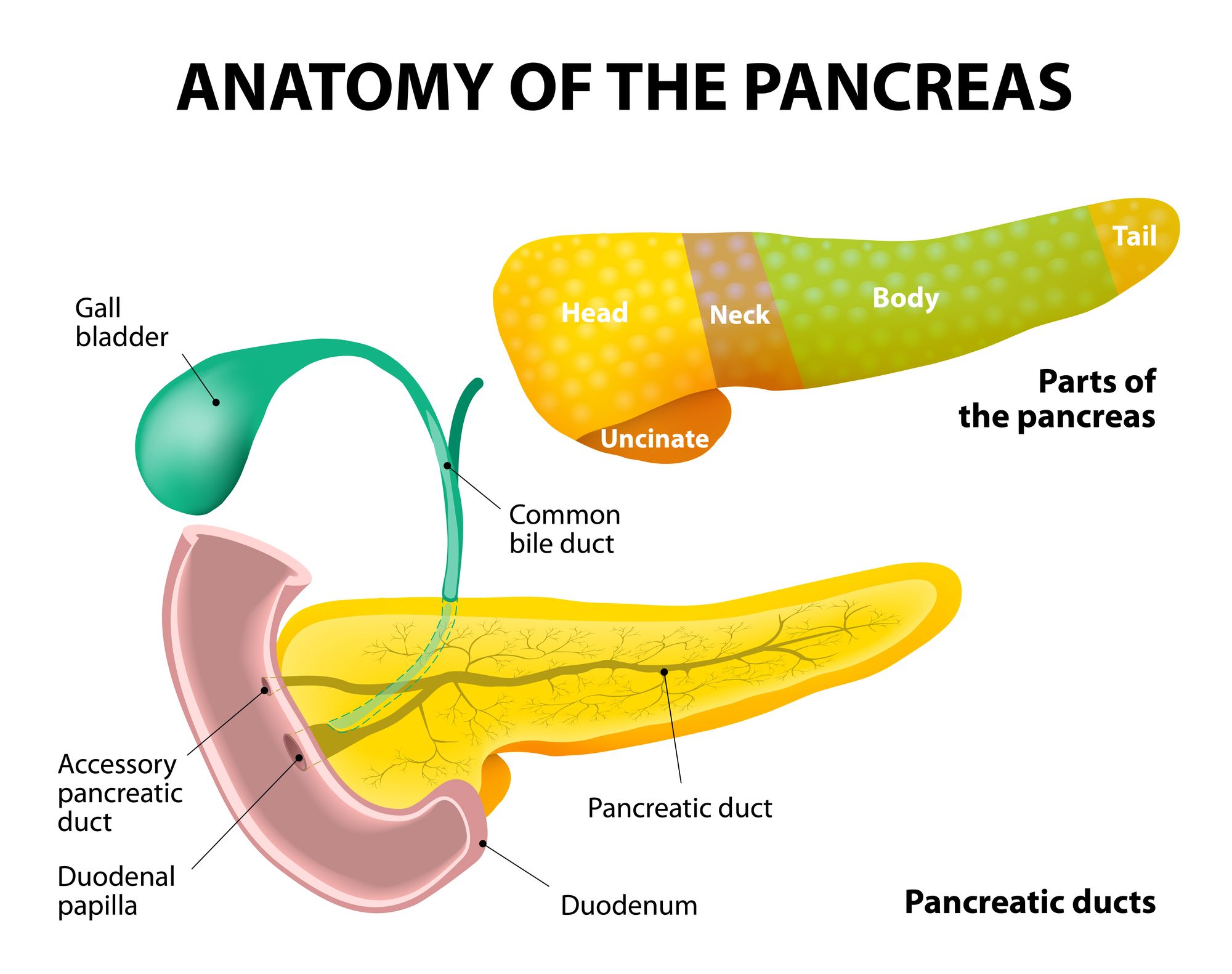 Anatomy Of The Pancreas Ppt Diagram Pancreas Diagram Ppt | Porn Sex Picture